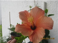 a6024b38-Marica auto 434.jpg